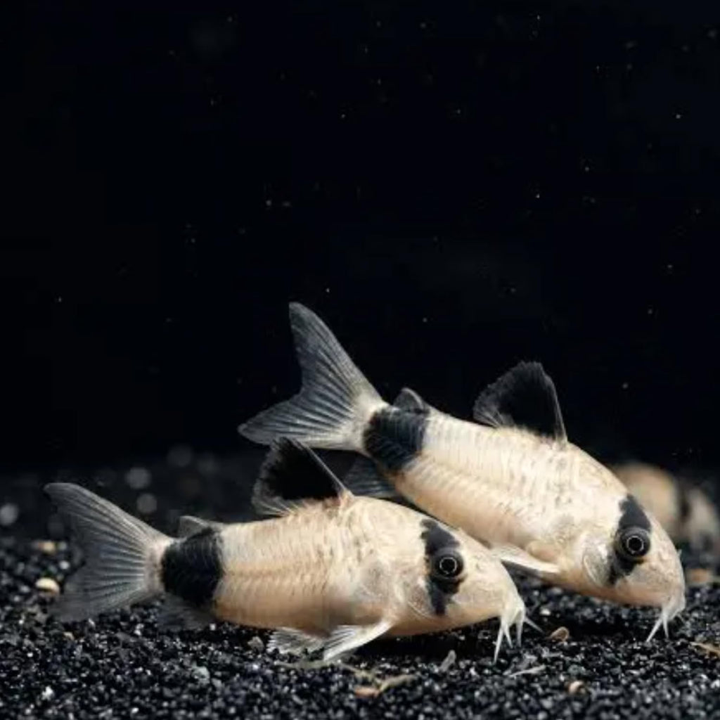 6 Panda Corydoras Live Freshwater Catfish V416