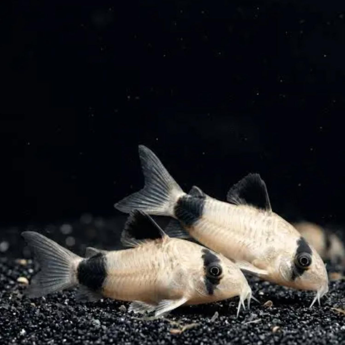 6 Panda Corydoras Live Freshwater Catfish V416