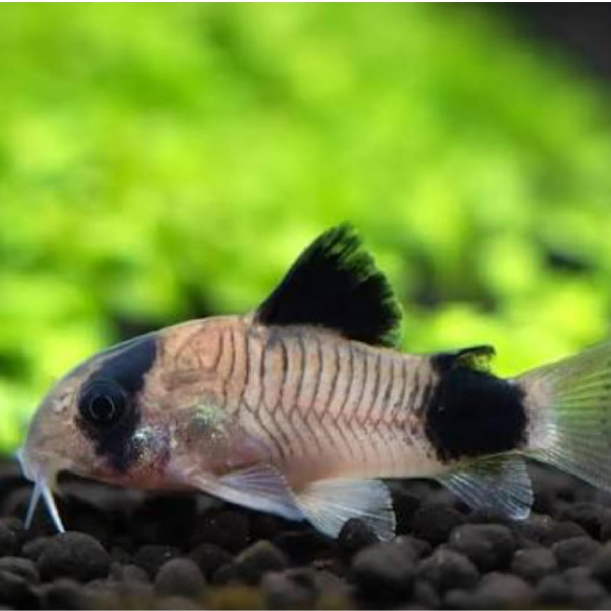 6 Panda Corydoras Live Freshwater Catfish V416
