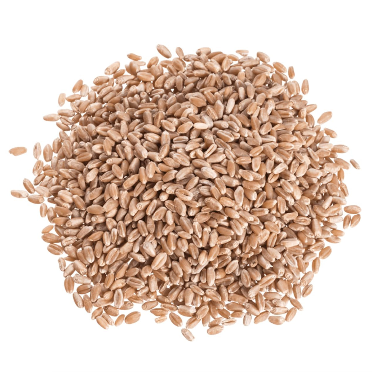 Organic Hard Red Wheat Berries 25 lb S341