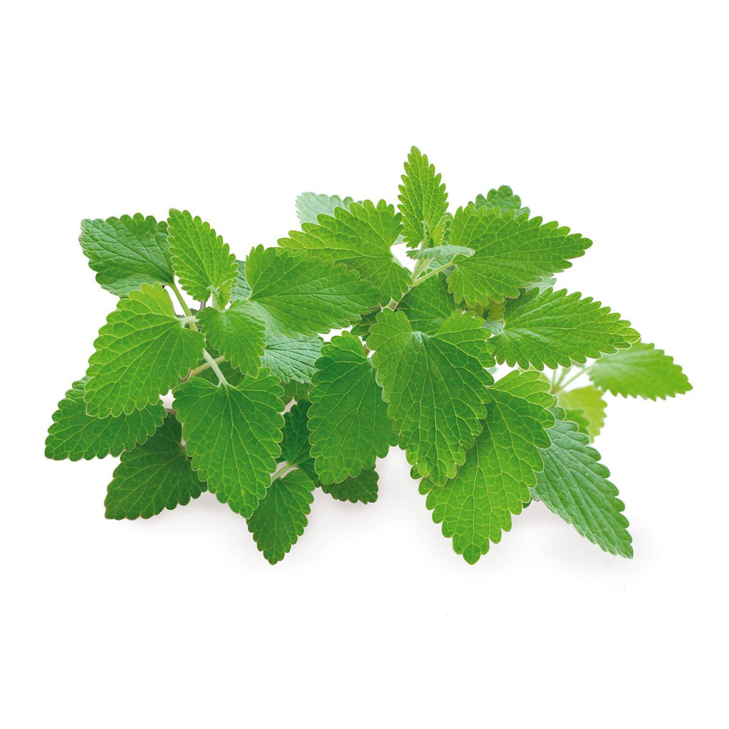 Catnip Plant Pods 3-Pack G587356