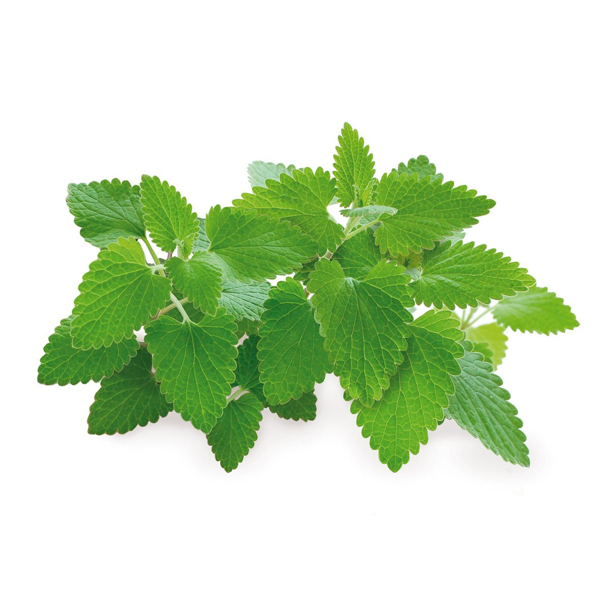 Catnip Plant Pods 3-Pack G587356