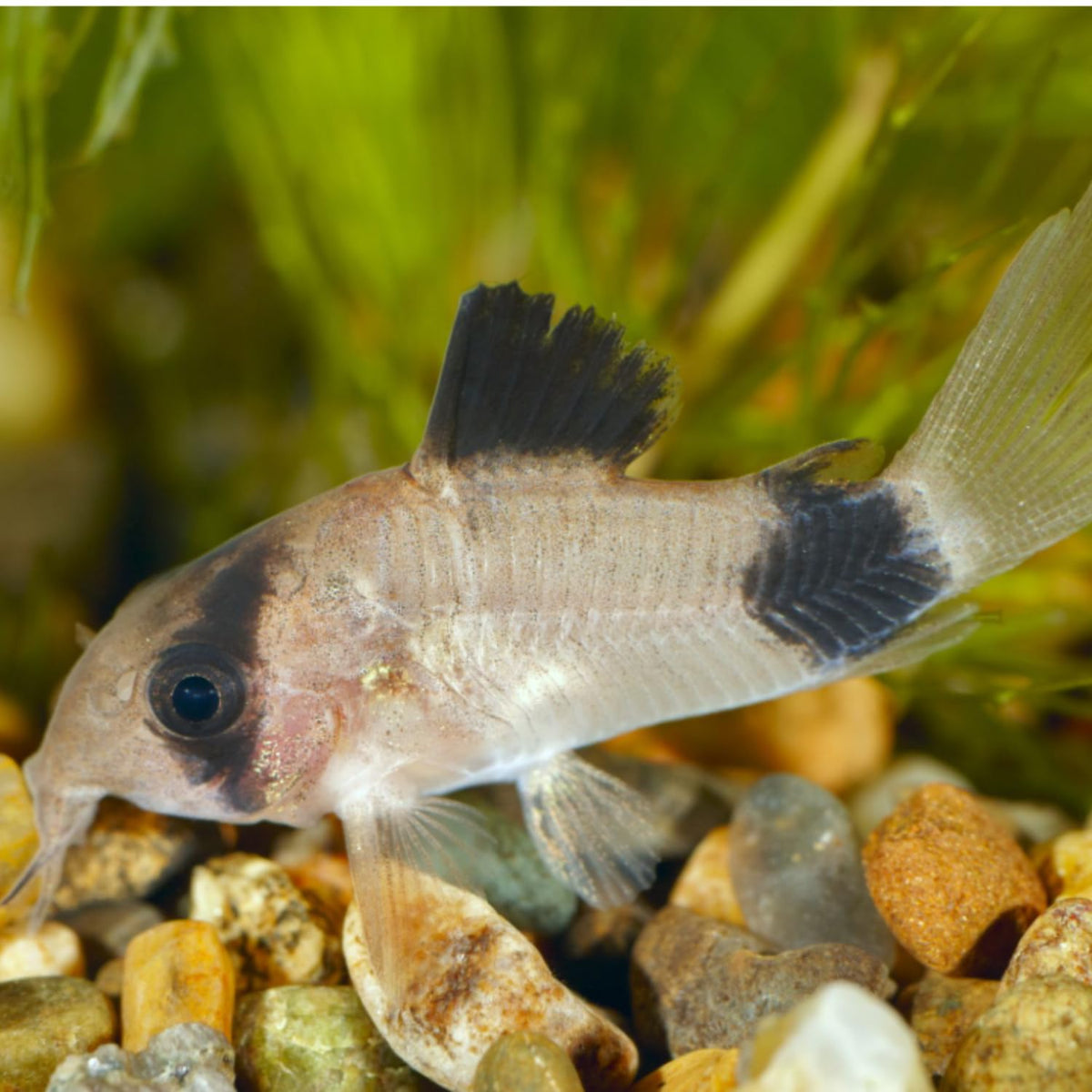 6 Panda Corydoras Live Freshwater Catfish V416