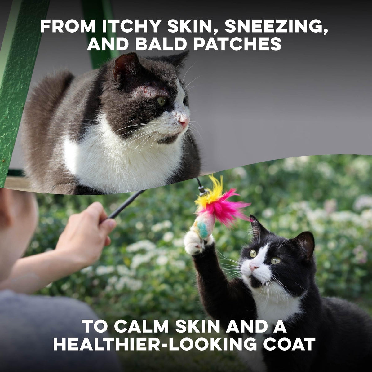 Cat Itchy Skin Relief & Hair Loss Treatment 400 Pills I3220